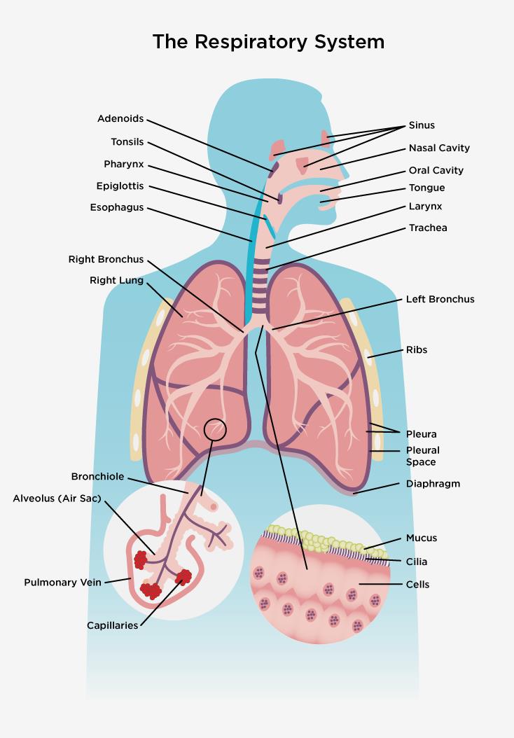 breathing diagram lungs