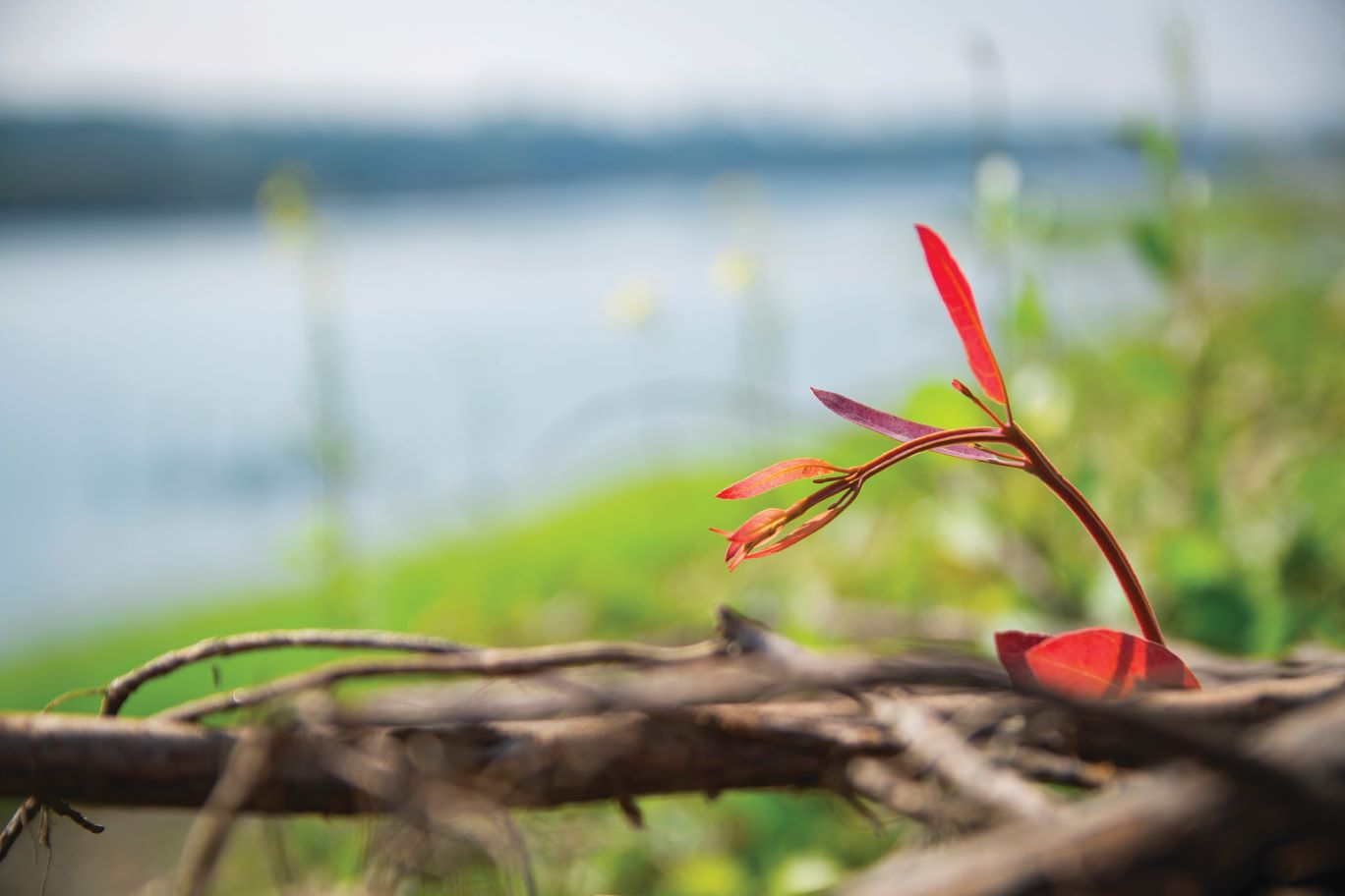 Closeup of a budding plant on a riverbank